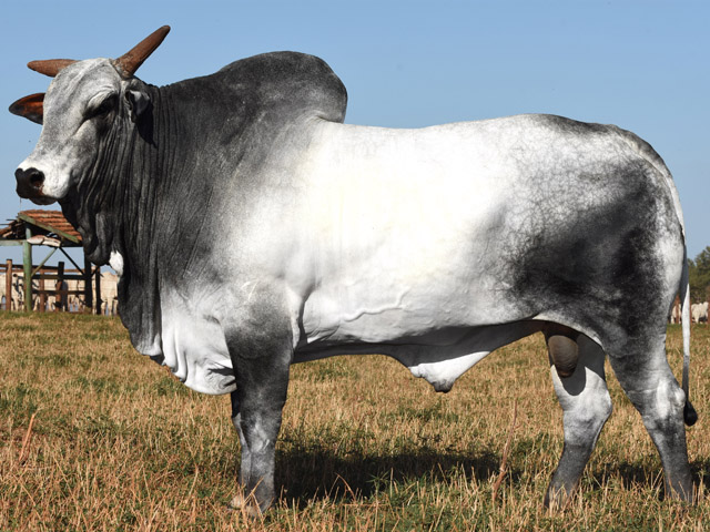 Muradás pagou R$ 1,3 milhão por 50% das cotas do touro Jabriel de Naviraí, da Chácara Naviraí, que fica em Mato Grosso do Sul