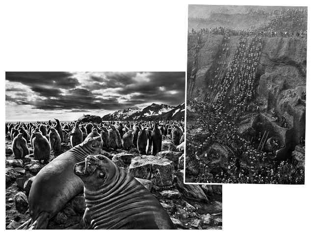 Imagens do livro “Gênesis” e “Serra Pelada” || Créditos: Divulgação / Reprodução