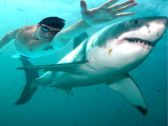 Michael Phelps e o tubarão